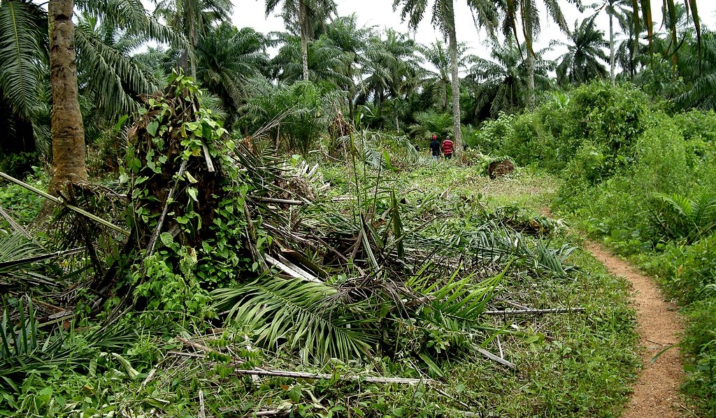 Nigeria's agriculture processing gap is hurting its economy