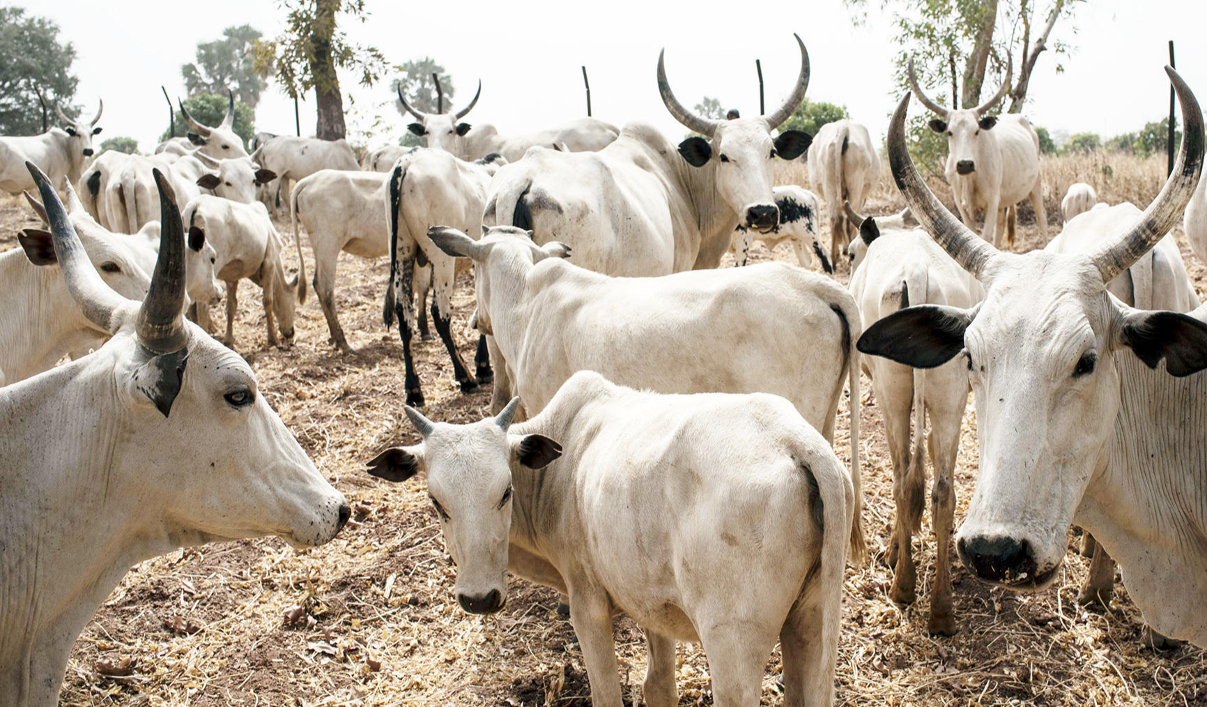 FW: Buhari wages war on Herdsmen