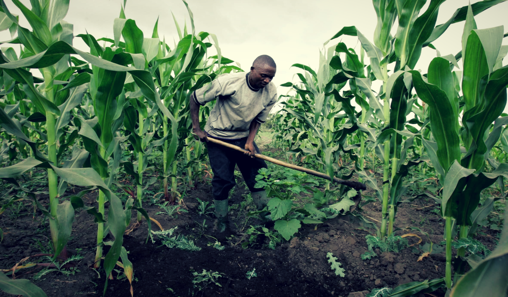 Nigeria needs food security, not food self-sufficiency